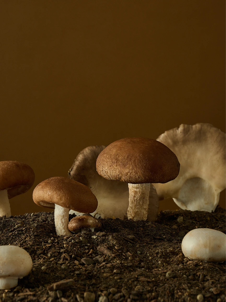 香菇培育
